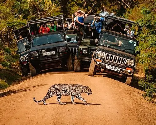 Leopard Encounter